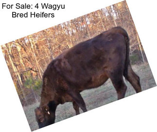 For Sale: 4 Wagyu Bred Heifers