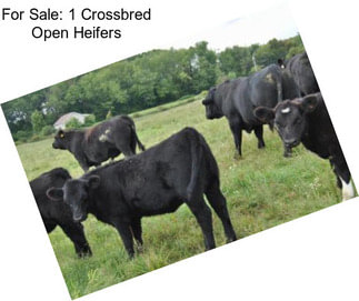 For Sale: 1 Crossbred Open Heifers