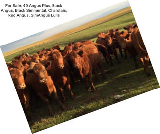 For Sale: 45 Angus Plus, Black Angus, Black Simmental, Charolais, Red Angus, SimAngus Bulls