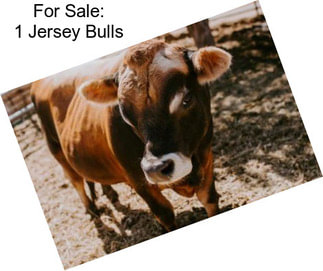 For Sale: 1 Jersey Bulls