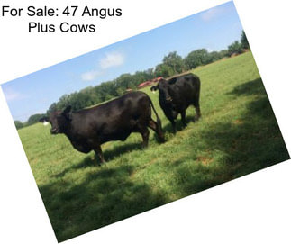 For Sale: 47 Angus Plus Cows