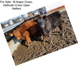 For Sale: 18 Angus Cross, Gelbvieh Cross Open Heifers