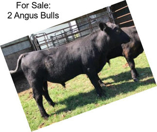 For Sale: 2 Angus Bulls