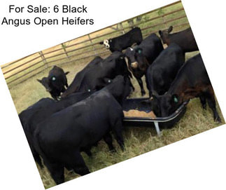 For Sale: 6 Black Angus Open Heifers