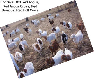 For Sale: 100 Red Angus, Red Angus Cross, Red Brangus, Red Poll Cows