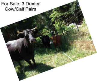 For Sale: 3 Dexter Cow/Calf Pairs