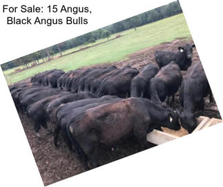 For Sale: 15 Angus, Black Angus Bulls