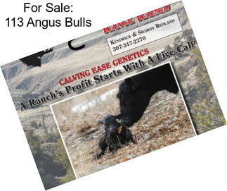 For Sale: 113 Angus Bulls