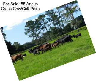 For Sale: 85 Angus Cross Cow/Calf Pairs