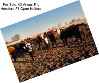 For Sale: 65 Angus F1, Hereford F1 Open Heifers