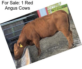 For Sale: 1 Red Angus Cows