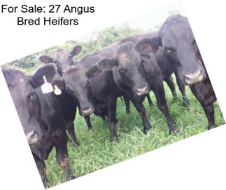 For Sale: 27 Angus Bred Heifers