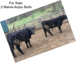 For Sale: 2 Maine-Anjou Bulls