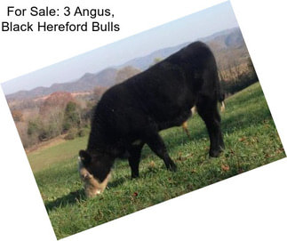 For Sale: 3 Angus, Black Hereford Bulls