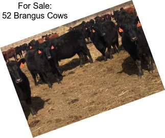 For Sale: 52 Brangus Cows
