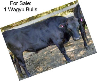 For Sale: 1 Wagyu Bulls