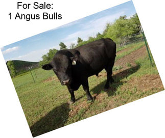 For Sale: 1 Angus Bulls