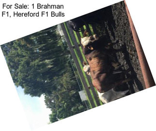 For Sale: 1 Brahman F1, Hereford F1 Bulls