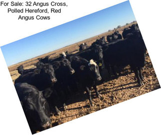 For Sale: 32 Angus Cross, Polled Hereford, Red Angus Cows