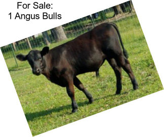 For Sale: 1 Angus Bulls