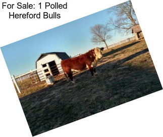 For Sale: 1 Polled Hereford Bulls