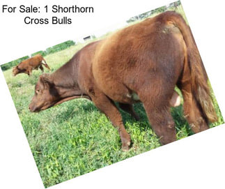 For Sale: 1 Shorthorn Cross Bulls