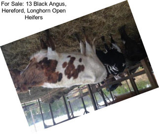For Sale: 13 Black Angus, Hereford, Longhorn Open Heifers