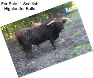 For Sale: 1 Scottish Highlander Bulls