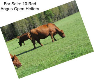 For Sale: 10 Red Angus Open Heifers