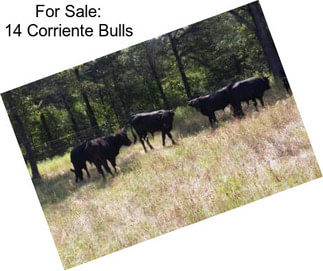 For Sale: 14 Corriente Bulls