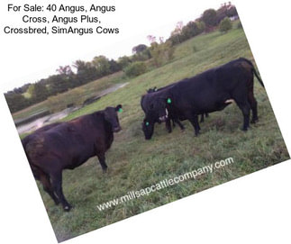 For Sale: 40 Angus, Angus Cross, Angus Plus, Crossbred, SimAngus Cows