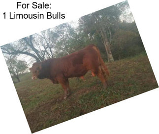 For Sale: 1 Limousin Bulls