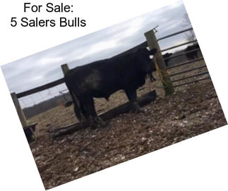 For Sale: 5 Salers Bulls