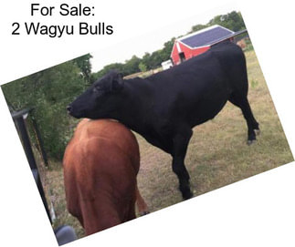 For Sale: 2 Wagyu Bulls