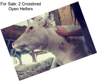 For Sale: 2 Crossbred Open Heifers
