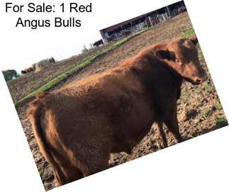 For Sale: 1 Red Angus Bulls