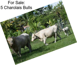 For Sale: 5 Charolais Bulls