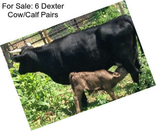 For Sale: 6 Dexter Cow/Calf Pairs