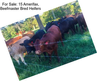 For Sale: 15 Amerifax, Beefmaster Bred Heifers