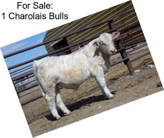 For Sale: 1 Charolais Bulls
