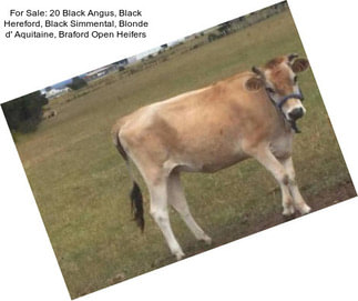 For Sale: 20 Black Angus, Black Hereford, Black Simmental, Blonde d\' Aquitaine, Braford Open Heifers