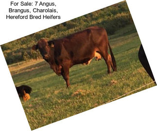 For Sale: 7 Angus, Brangus, Charolais, Hereford Bred Heifers