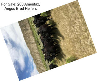 For Sale: 200 Amerifax, Angus Bred Heifers