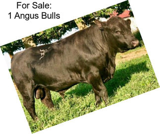 For Sale: 1 Angus Bulls