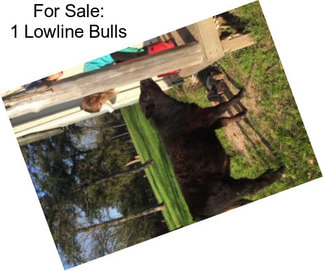 For Sale: 1 Lowline Bulls