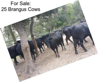 For Sale: 25 Brangus Cows