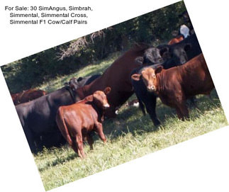 For Sale: 30 SimAngus, Simbrah, Simmental, Simmental Cross, Simmental F1 Cow/Calf Pairs
