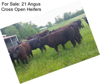 For Sale: 21 Angus Cross Open Heifers