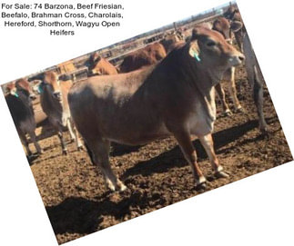 For Sale: 74 Barzona, Beef Friesian, Beefalo, Brahman Cross, Charolais, Hereford, Shorthorn, Wagyu Open Heifers