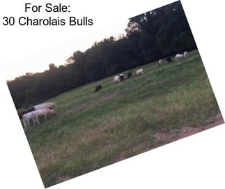 For Sale: 30 Charolais Bulls